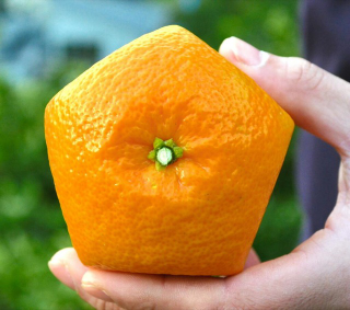 Illustration for article titled Forget Square Watermelons, Japan Now Has Pentagon-Shaped Oranges
